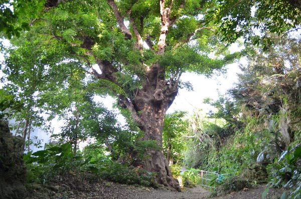 🌳 슈리 긴조의 큰 아카기 나무 (슈리킨조노 오오아카기) 이미지 8